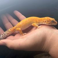Gechi leopardini