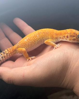 Gechi leopardini