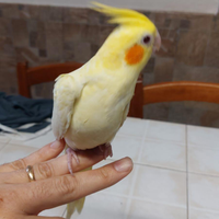 Calopsite allevate a mano