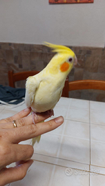 Calopsite allevate a mano