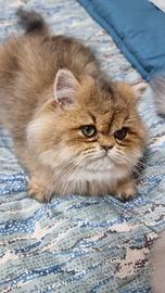 Gattina british longhair