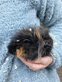 Cucciolo di cavia peruviana