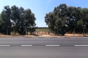 Vari Vigneti di uva di primitivo doc