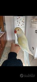 Coppia di pappagalli
