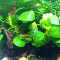 5 caridine rosse più muschio