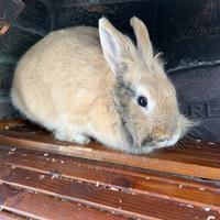 Coniglio nano