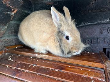 Coniglio nano