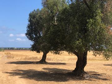 Uliveto in contrada Apani
