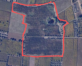 Prestigioso Terreno Agricolo Pianeggiante Bio