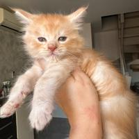 Cuccioli Maine coon