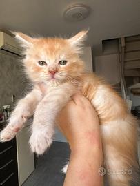 Cuccioli Maine coon