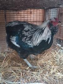 Gallo Araucana