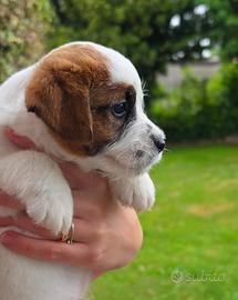 Jack Russell terrier maschio