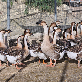 Oche cignoidi adulte
