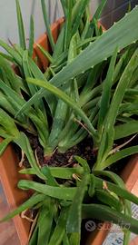 Aloe Vera 