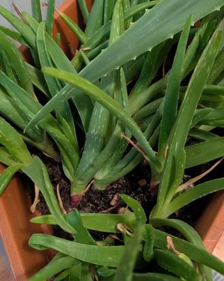 Aloe Vera 