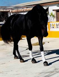 Cavallo Andaluso