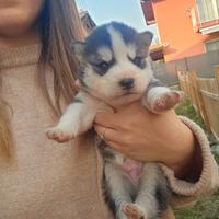 Cuccioli alaskan malamute