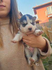 Cuccioli alaskan malamute