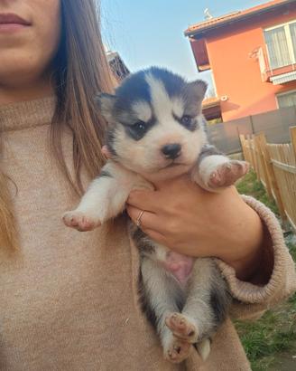 Cuccioli alaskan malamute