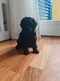 Barboncino Toy black