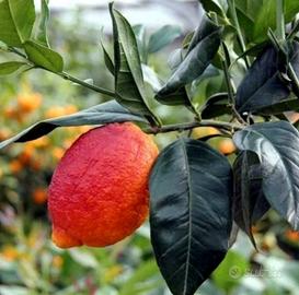 limone rosso