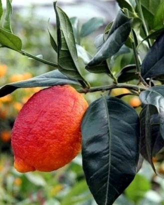 limone rosso