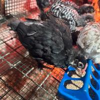 Pulcini galli di un mese