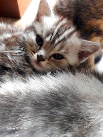 Gatto scottish
