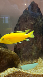 Ciclidi Africani del Lago malawi