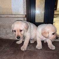 Cuccioli labrador