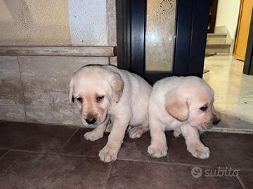 Cuccioli labrador