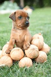 Pinscher