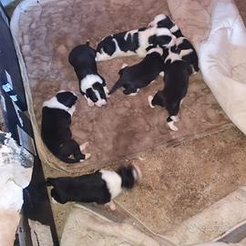 Vendita cuccioli Border Collie