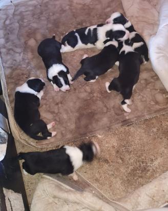 Vendita cuccioli Border Collie