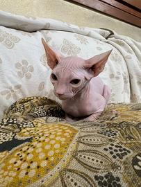Sphynx
