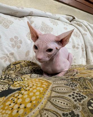 Sphynx