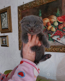 Scottish fold è straight