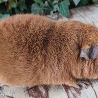 Cavie di razza selezionate