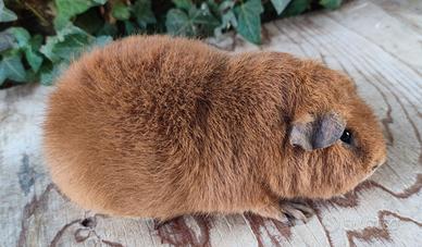 Cavie di razza selezionate