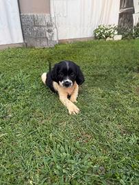 Cagnolino