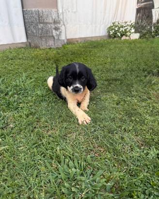 Cagnolino
