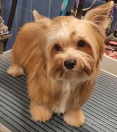 Yorkshire rusalka cucciolone