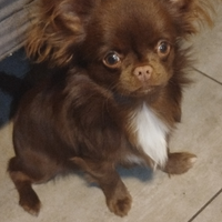 Maschietto chihuahua