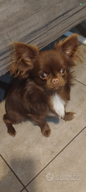Maschietto chihuahua