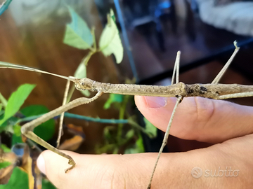 Phaenopharos khaoyaiensis - insetti stecco