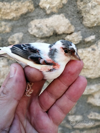 Coppie Arlecchino portoghese