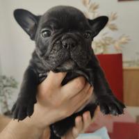 Bulldog francese; Bouledogue Francese, cuccioli
