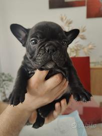 Bulldog francese; Bouledogue Francese, cuccioli