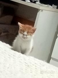 Gattini